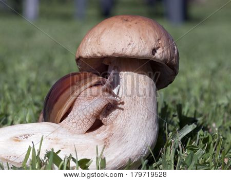 giant snail of Achatina immaculata sitting on a big mushroom and looking forward,  closeup