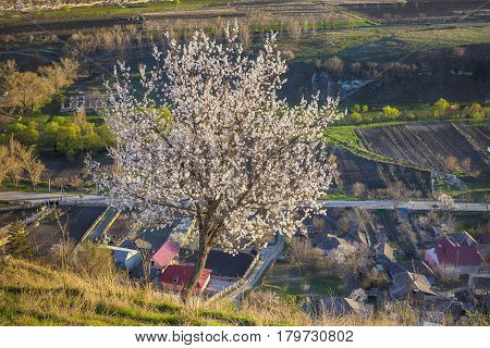 spring landscape with blooming cherry tree on the cliff