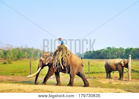 14 March 2014 Man riding male elephant with big tusks at Sauraha near Chitwan National Park Nepal.