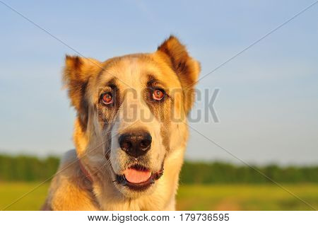 red-white dog sitting on a green field green grass. Animal portrait. Background of the sunset.