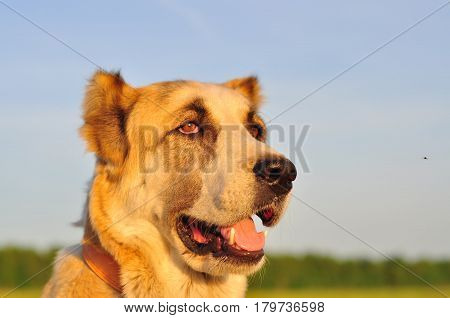 red-white dog sitting on a green field green grass. Animal portrait. Background of the sunset.