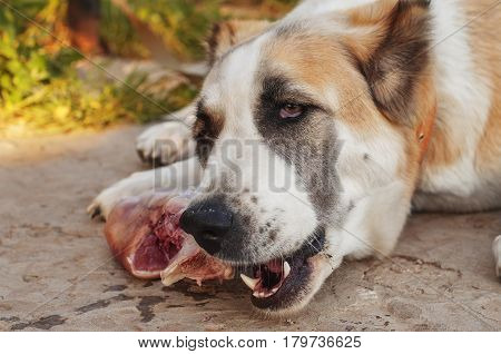 Central Asian Shepherd Dog Lying And Eat A Raw Bone