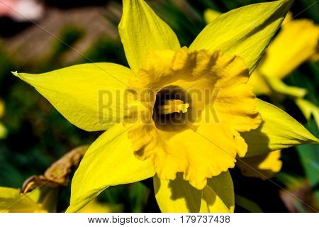 Dewy first spring narcissi in the sunshine