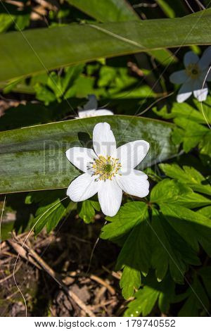 In the foreground is the first spring flower in the background is a garden.