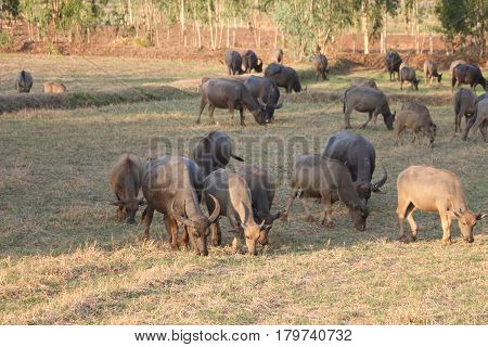The lifesyle of buffaloes in northern of Thailand in the afternoon