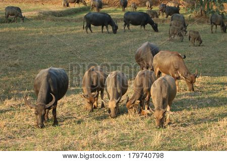 The lifesyle of buffaloes in northern of Thailand in the afternoon