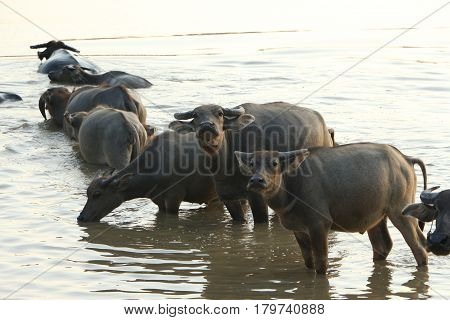 The lifesyle of buffaloes in northern of Thailand in the afternoon