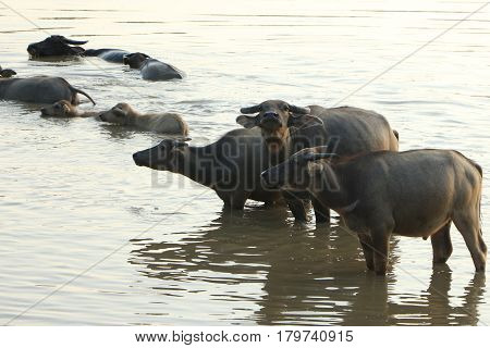 The lifesyle of buffaloes in northern of Thailand in the afternoon