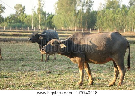 The lifesyle of buffaloes in northern of Thailand in the afternoon