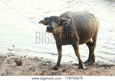 The lifesyle of buffaloes in northern of Thailand in the afternoon