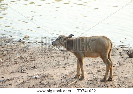 The lifesyle of buffaloes in northern of Thailand in the afternoon