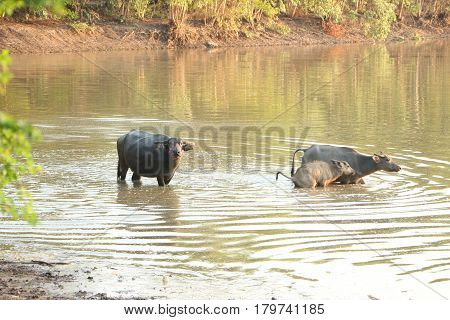 The lifesyle of buffaloes in northern of Thailand in the afternoon