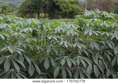 This picture is a cassava plantation in the western of Thailand