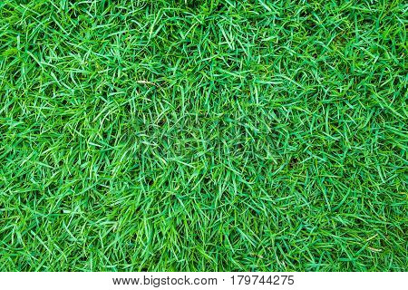 Green Grass Background Top View