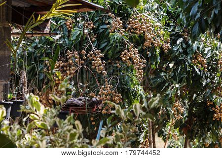 This is a picture of longans in mature season which is ready for cultivation