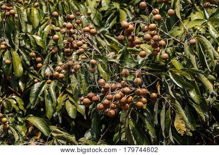 This is a picture of longans in mature season which is ready for cultivation