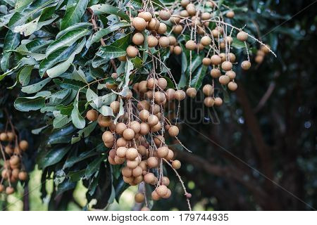 This is a picture of longans in mature season which is ready for cultivation