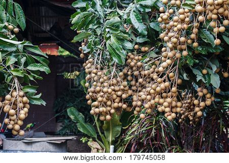 This is a picture of longans in mature season which is ready for cultivation