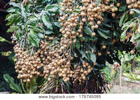 This is a picture of longans in mature season which is ready for cultivation