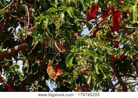 Santol tree flowers awaiting for pollination by insects.