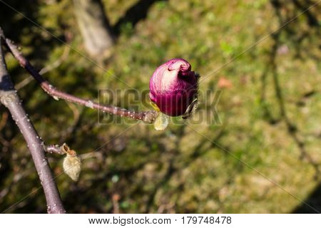 In the foreground is the first bud of magnolia in the background is a garden.