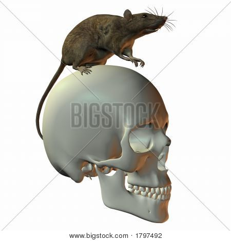 Rat sur le crâne