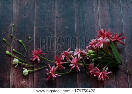 Rangoon Creeper ,flowers Light To Cause The Blessing Of Taurus.