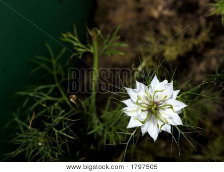 Blomst