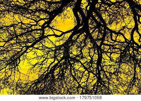 image of a tree branches and twigs like blood vessels.effects added