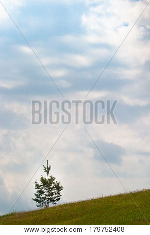 Spring. Lonely pine on a blue sky background. There are light clouds in the sky.