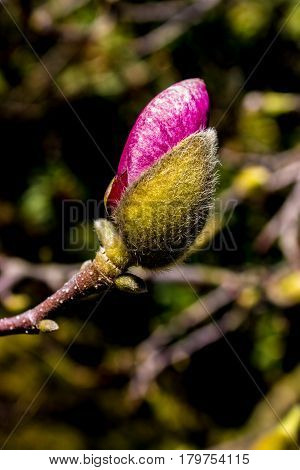 In the foreground is the first bud of magnolia in the background is a garden.