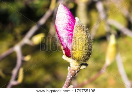 In the foreground is the first bud of magnolia in the background is a garden.