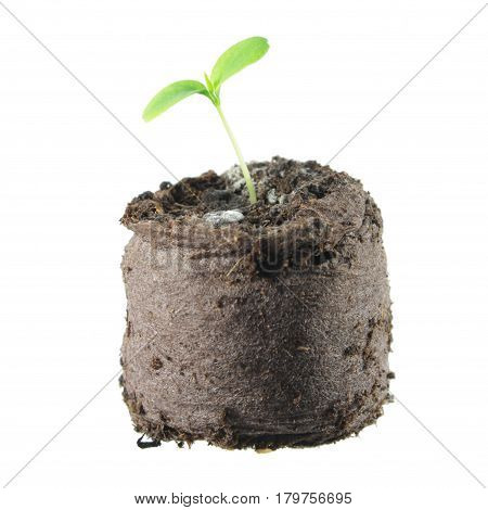 Seedling of Cucamelon (Melothria scabra) in clod of soil isolated on white background