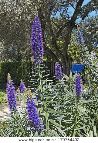 Spring landscape with flowering plant Pride of Madeira (Echium candicans)