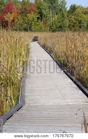 Wooden board walk with fall leaves and grass