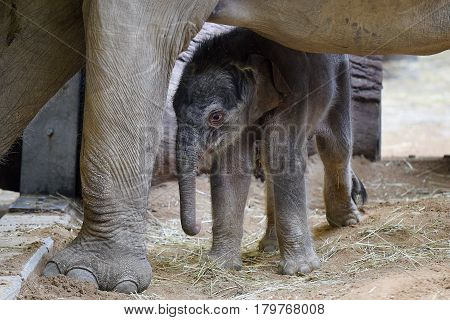 Small Asian elephant baby with its mother