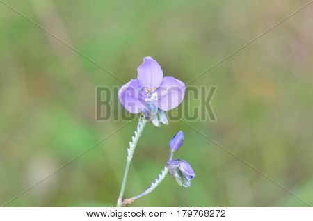 Murdannia giganteum wild violet flower in Phu Soi Dao Thailand National Park - selective focus