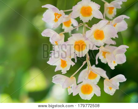 White and yellow orchid flower(Dendrobium primulinum) in nature.