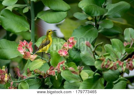 Spider Hunter Bird Perched In A Plant With Pretty Pink Flowers.