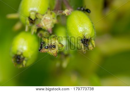 Macro Of Black Ants On A Plants Green Bud.