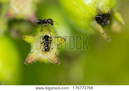 Macro Of Black Ants On A Plants Green Bud.