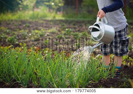 Cute little toddler boy watering plants with watering can in the garden. Adorable little child helping parents to grow vegetables and having fun. Activities with children outdoors.