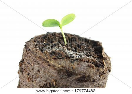 Sprout of Cucamelon (Melothria scabra) in clod of soil isolated on white background