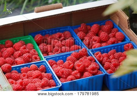 Juicy organic Norwegian raspberies in a coloful boxes. Fresh berries just picked up in the garden in a countryside ready for healthy snacks and desserts.
