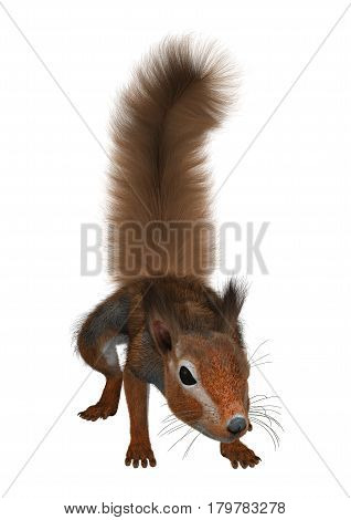 3D rendering of a red bush squirrel or red-bellied coast squirrel isolated on white background