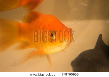Goldfish swimming in fish tank in petshop store window.