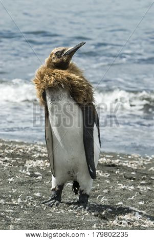 Fluffy King penguin chicks at South Georgia