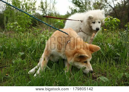 Cute puppies enjoying and playing on the meadow