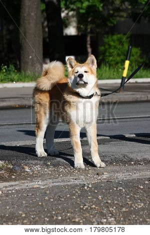 Akita Inu puppy proudly posing on the sidewalk