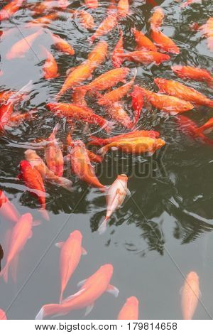 Koi carp fish in the lake or pond. Top view. Vertical.